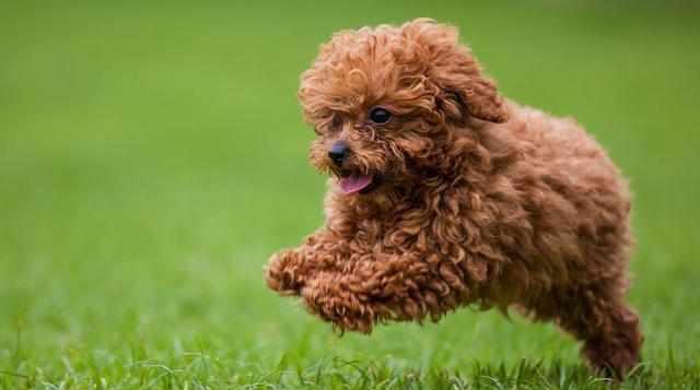 什么狗狗最好养最听话乖?让我来告诉你~十种