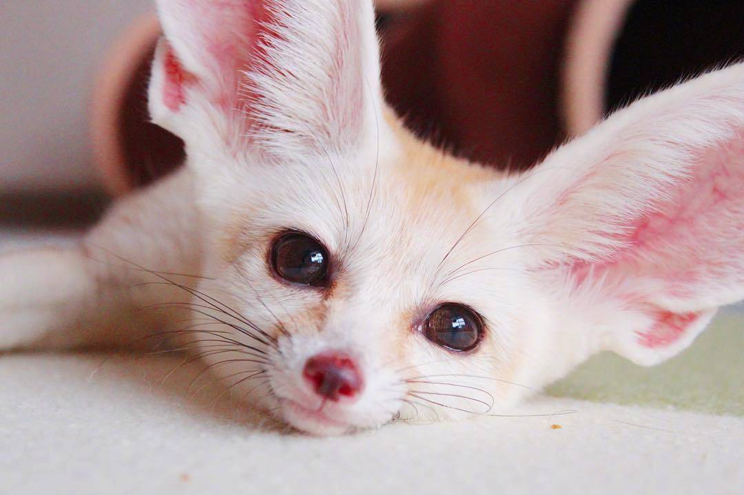 耳大有福，颜值爆表的小耳廓狐，在中国可以养的哟!