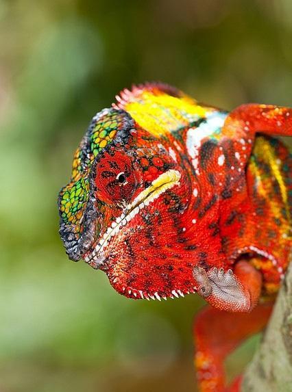 地球上20大色彩最绚烂的蜥蜴, 七彩变色龙令人永生难忘