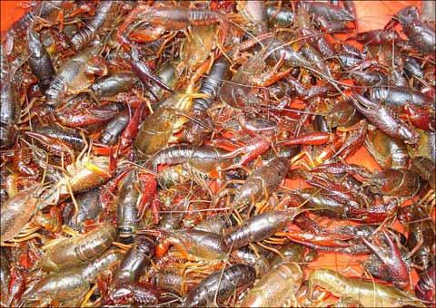 小龙虾和什么一起的混养?怎样省时省心!