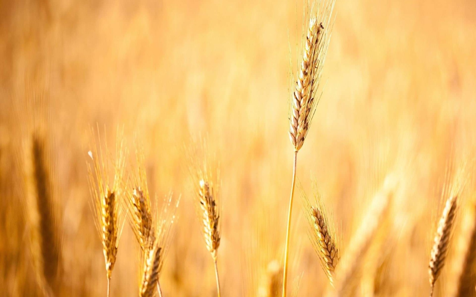 疯狂掌握艾滋病知识并不是恐艾症脱恐的真正方