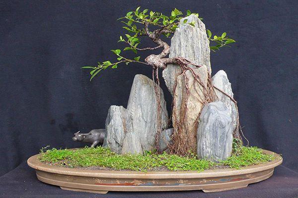 榕树盆景怎么养,为什么要修剪?修剪注意事项!