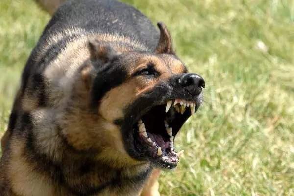 被疯狗咬了,十日观察法,能救命吗?