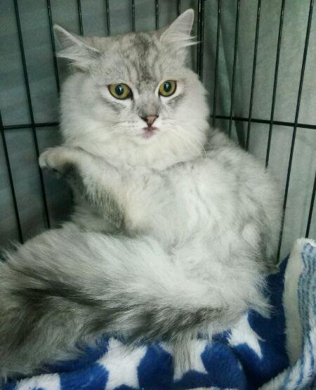 猫咪从四楼不慎坠楼受伤, 却忍痛不肯接受好心