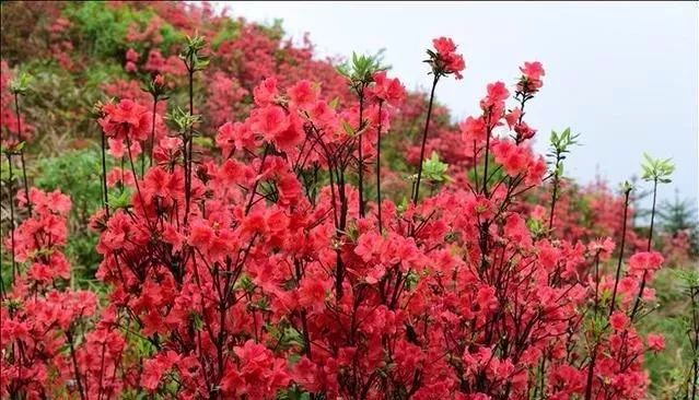 黄平谷陇大高山上杜鹃花海惹人醉