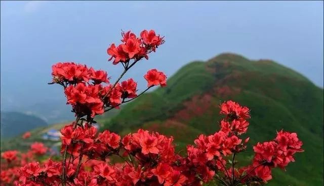 黄平谷陇大高山上杜鹃花海惹人醉