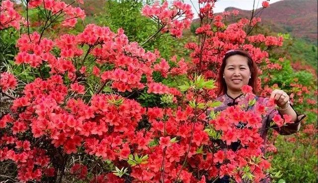 黄平谷陇大高山上杜鹃花海惹人醉