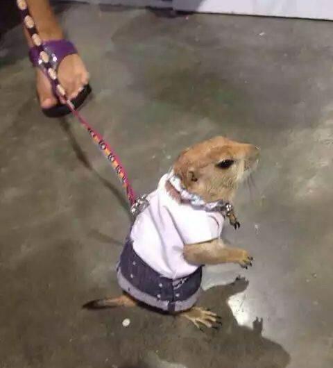 土拨鼠中只有这个品种适合当宠物，并且不会携带黑死病