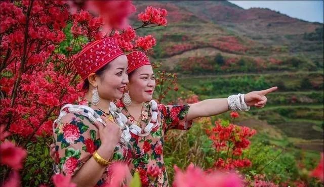 黄平谷陇大高山上杜鹃花海惹人醉