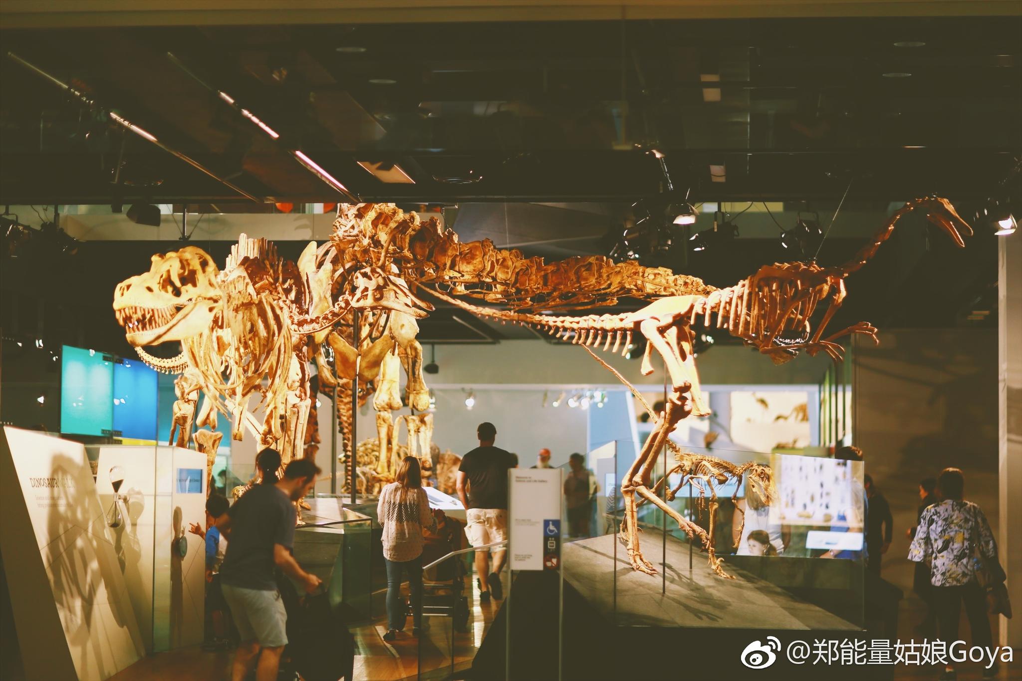 墨尔本博物馆的内容其实还有很多没发