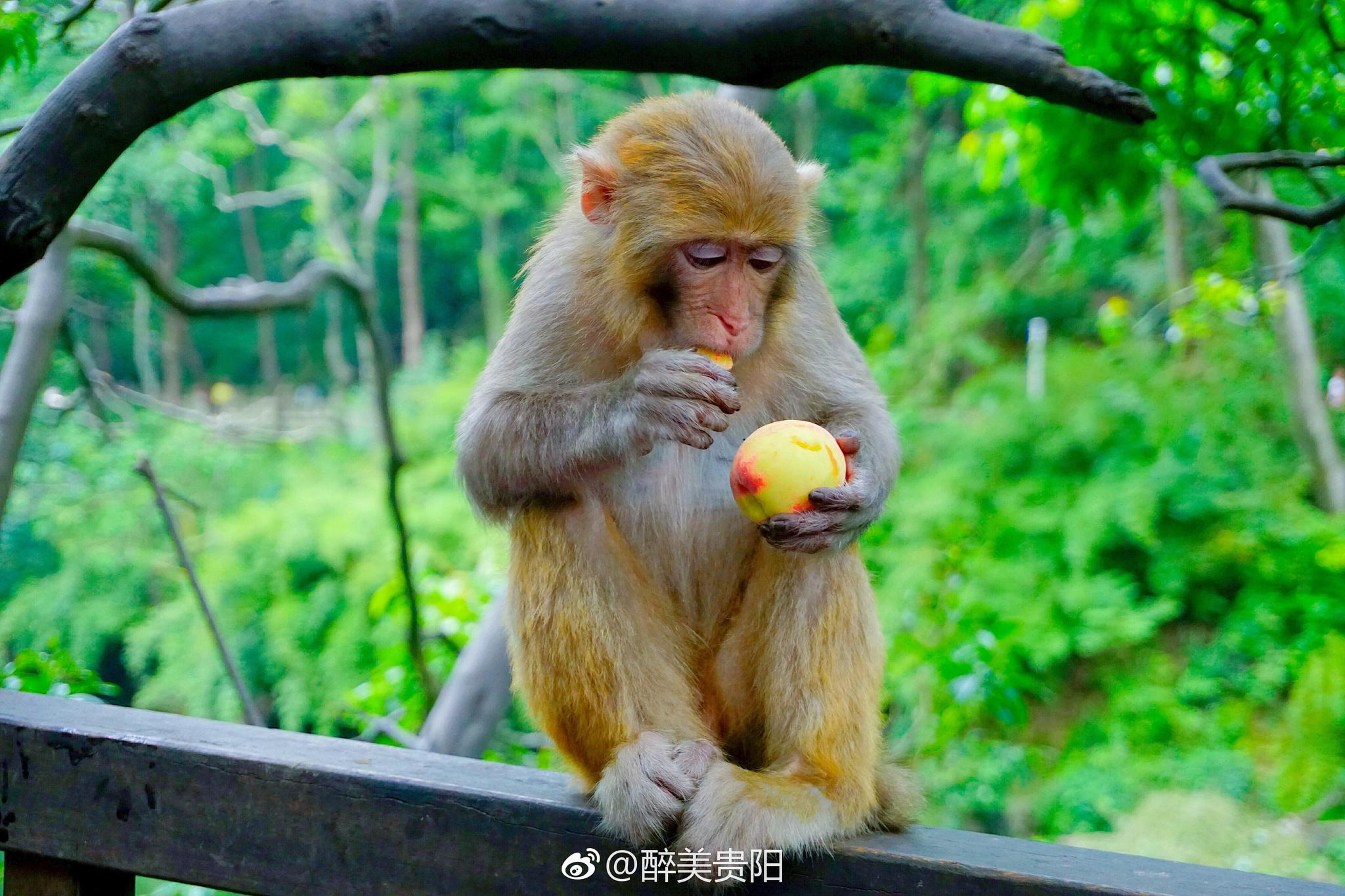 猴哥吃桃九连拍 贵阳黔灵山公园的猴子吃桃美照