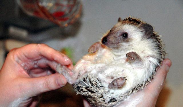 给刺猬洗澡? 没见过吧, 看看这主人怎么洗的