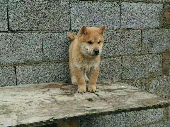 土狗不好看，那是因为你没见过好看的!看看这些极品土狗