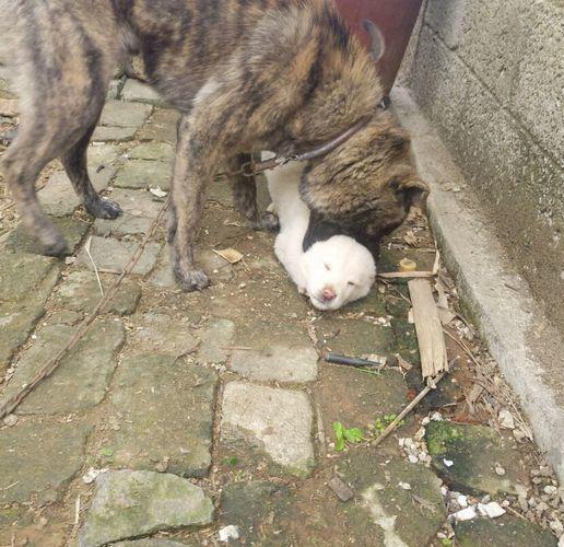 50元买的一只看门好狗,此狗才土狗中的极品