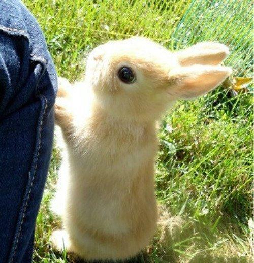非常可爱,很多人小时候的梦想大概就是养一只超级可爱的小兔子把,今天