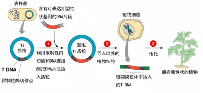 转基因食品为何不禁 国家政策与安全性解析
