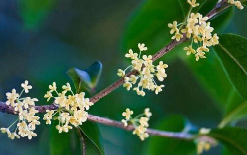 农村有6种树镇宅旺财,有4种树不吉利,还有种树