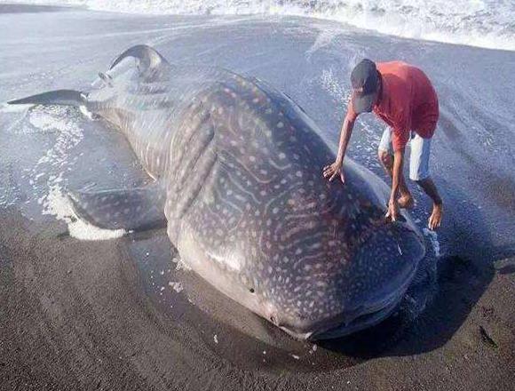 为什么鲸鱼死后尸体会自然爆炸?看完涨知识了