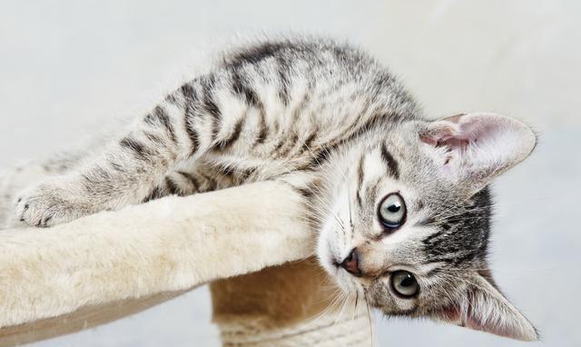 科普 为什么说"猫有九条命?