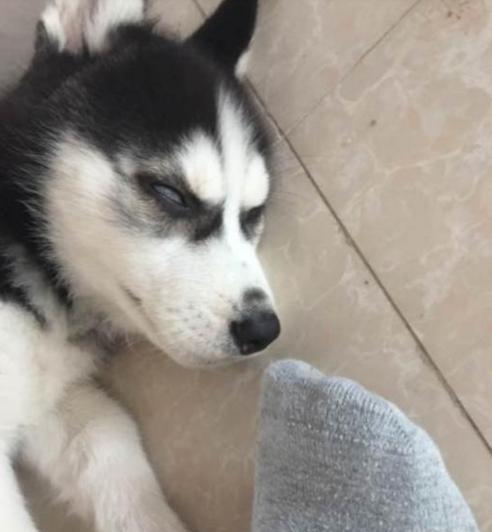 哈士奇被迫闻主人臭脚,结果当场晕倒