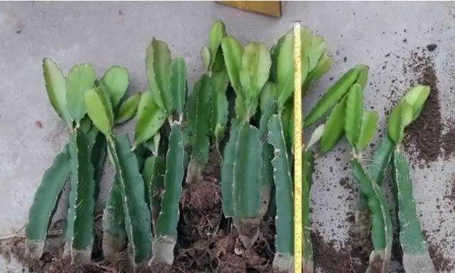 只需掌握一点,盆栽红心火龙果,搁盆里就能养活