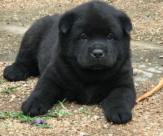 花200块买了只黑色土狗，家人骂我败家，奶奶一语后如获至宝!