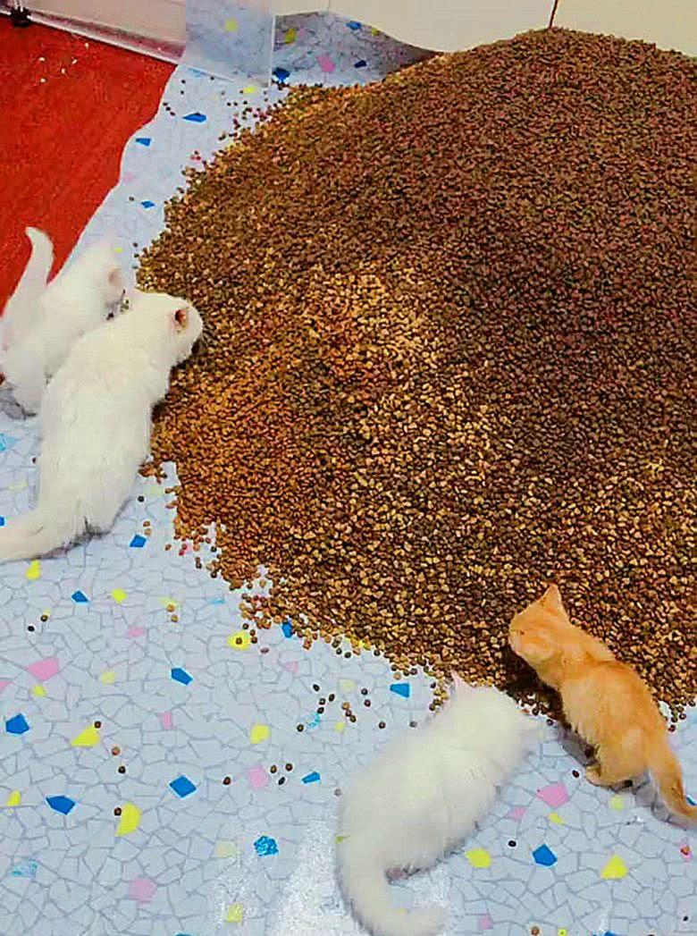 有钱任性,在家中堆起了猫粮,让猫咪随时可以来吃饭,不怕吃撑么