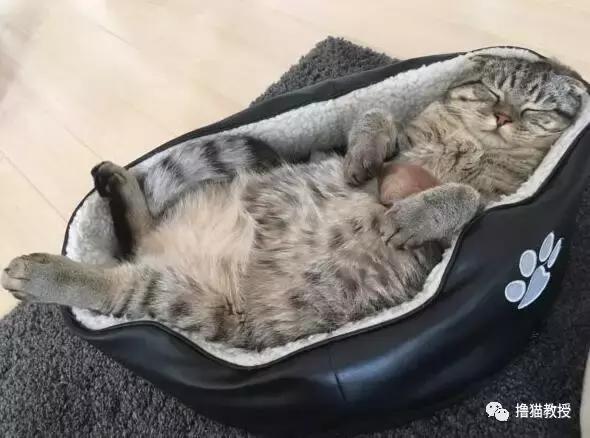 抱着贝壳像海獭一样睡觉的猫咪，样子实在是太可爱了