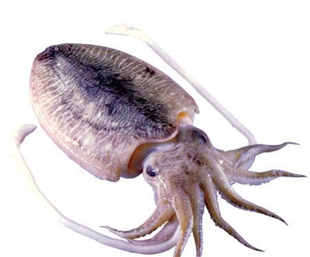 科学家分析头足类动物可能起源于地球之外