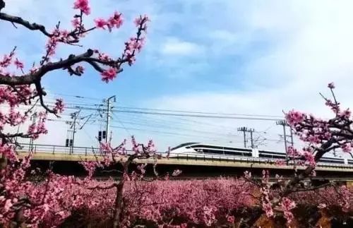 全域旅游看贵州|西南花海争相妍——高铁专列载你游