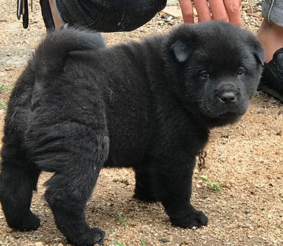 花200块买了只黑色土狗，家人骂我败家，奶奶一语后如获至宝!