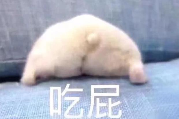 实用猫咪斗图表情包