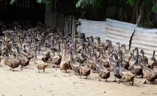 农村再度迎来禁养,养殖场面临拆除,农民辛酸无