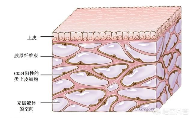 科学家发现的新器官到底是中医里的经络、凑