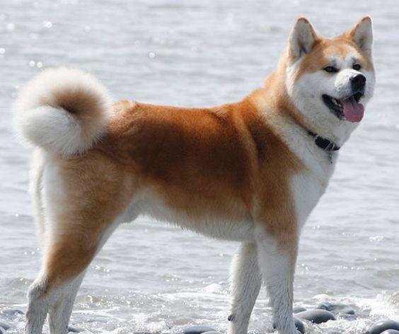 美国人把秋田犬培育成美系秋田犬之后，日本人不乐意了