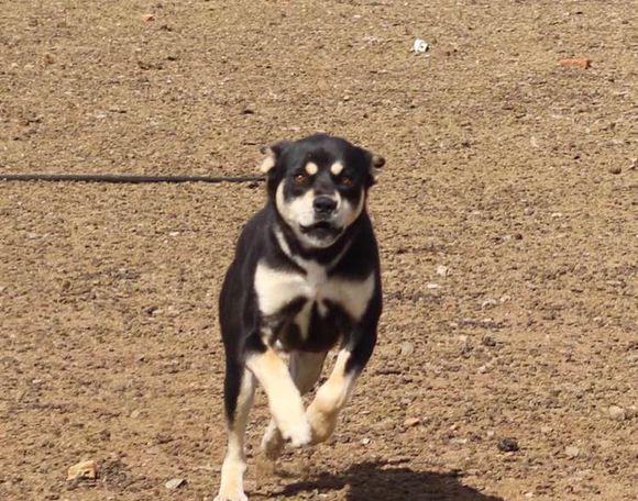 智商不输边牧, 忠心又护主, 这样的“四眼”土狗你们见过吗?