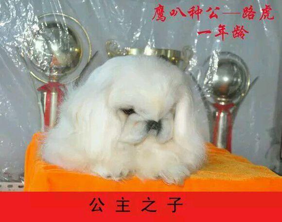 中国最贵的三大狗，中华田园犬碾压秋田犬，第一竟比大熊猫还少？