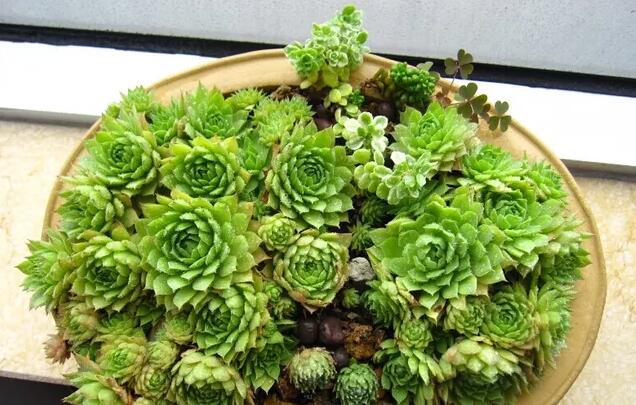 多肉观音莲爆盆图片