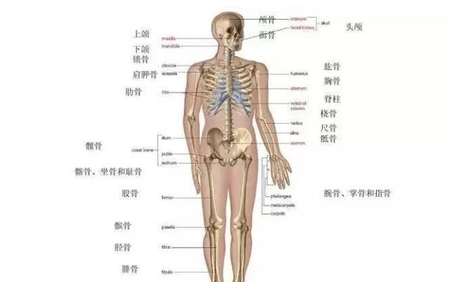人口人体(2)