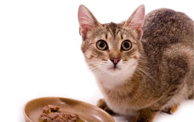 猫咪吃生肉的三大好处:相比煮好的熟肉,这或许