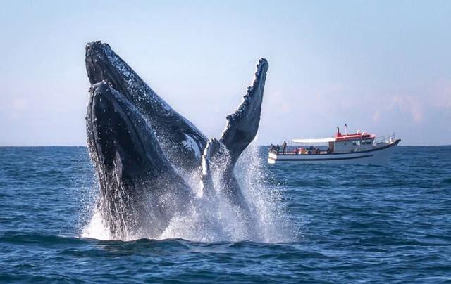 航母执行任务时,为什么身后总是有一条鲸鱼?鲸