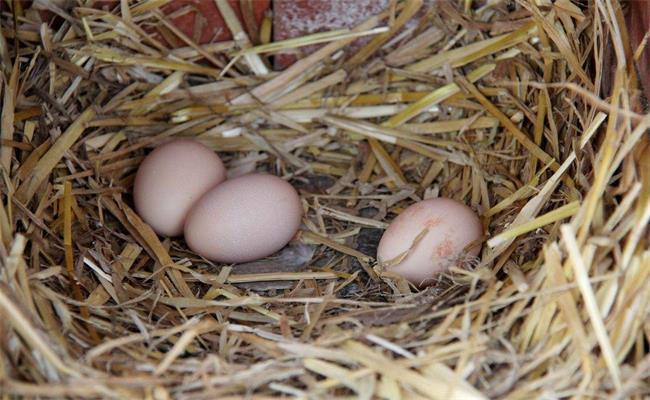 把孵化的鸡蛋拿走，为何鸡妈妈不发怒?答案其实很简单!
