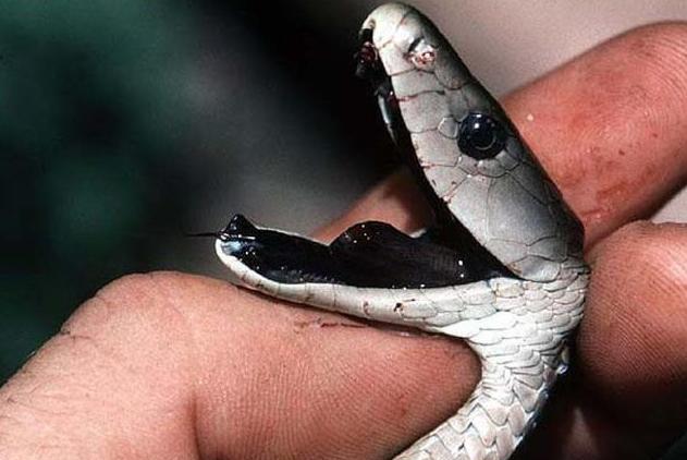 世界上毒性最强的5种蛇, 第一的毒性是响尾蛇的几百倍