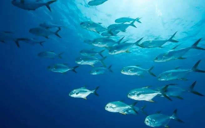 海军军演,炸死的鱼最后都去哪了?