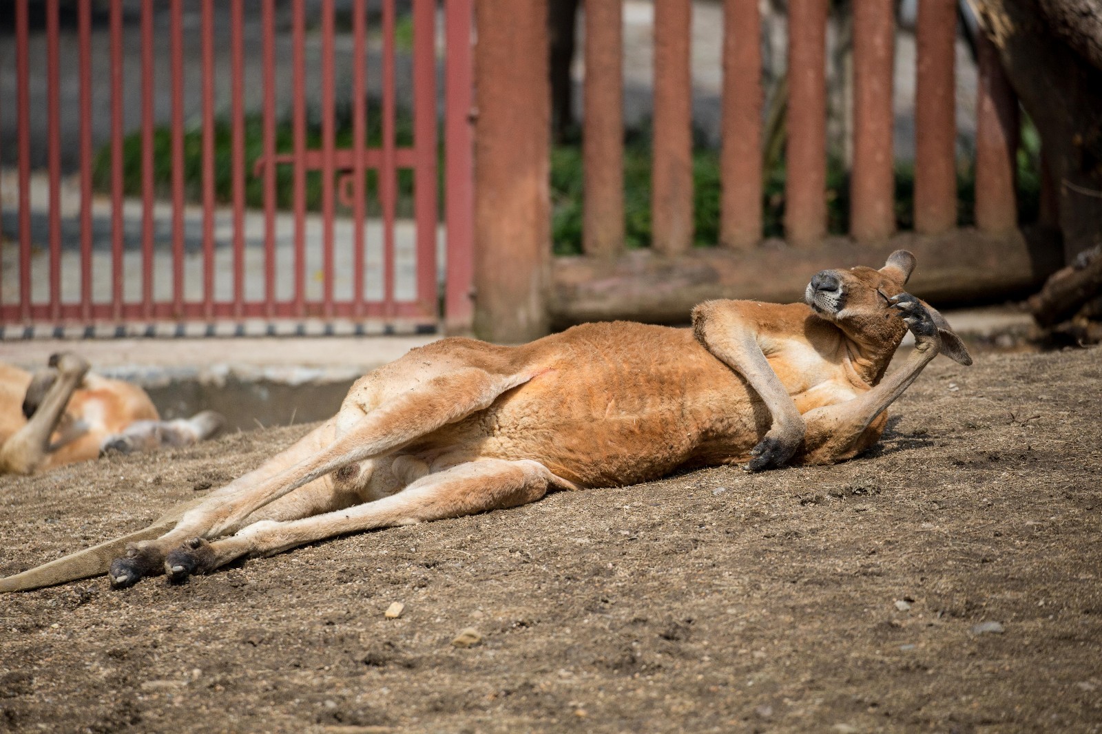 看图猜成语狗猴子兔子_看图猜成语(3)