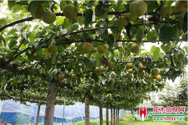 日本最新流行的果树栽培模式!果树棚架水平种