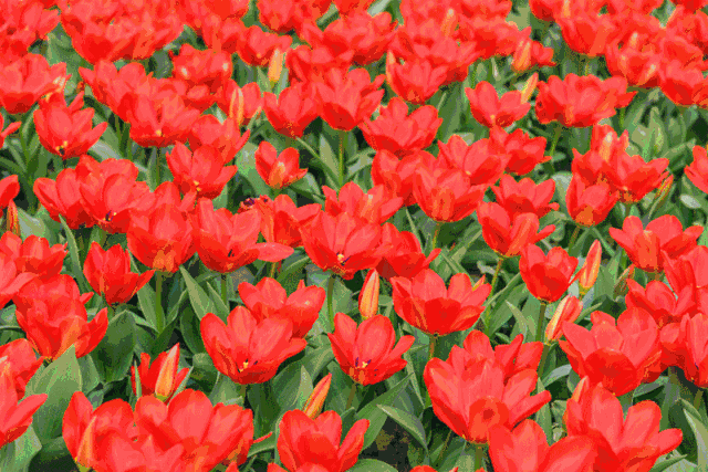 成都最早郁金香花海免费看,最全攻略带走不谢!