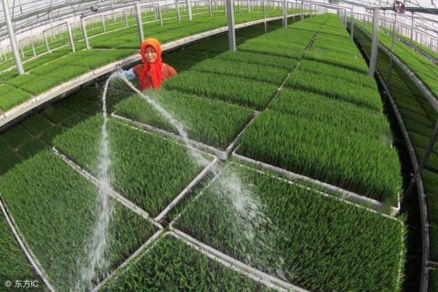 水稻育苗，每个秧盘，需要几两干种子?