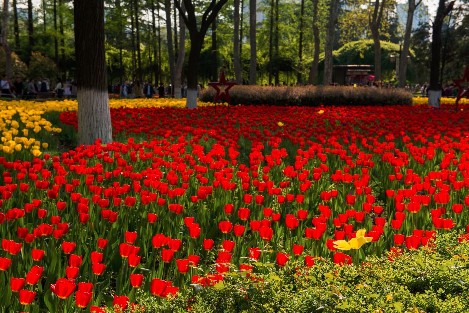 西安兴庆公园郁金香花海
