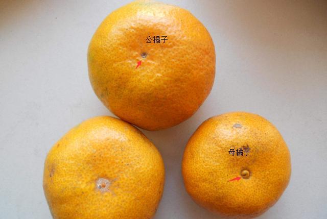 橙子和梨相反,凸出来的是公橙子,而凹进去的是母橙子,一样的是,都是母